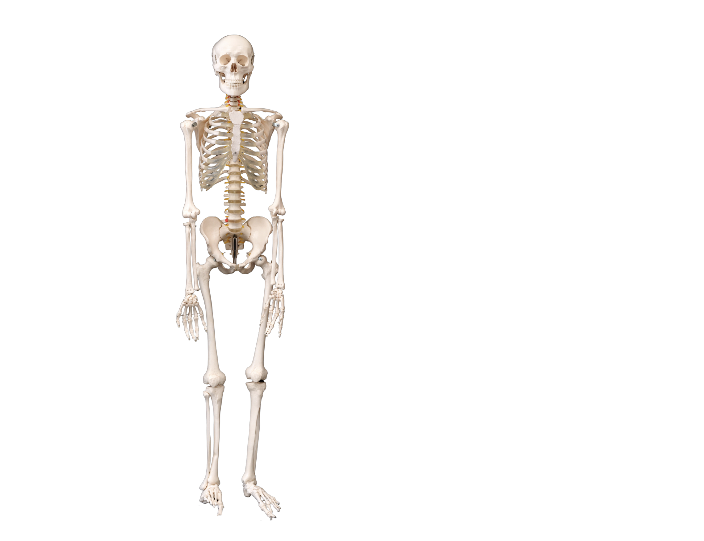 骨格アライメント