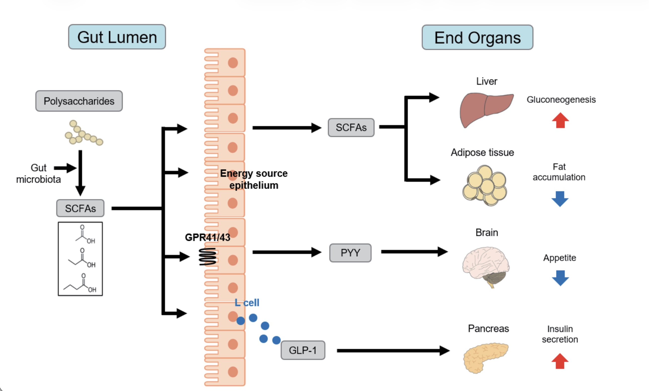 本質的な栄養の知識